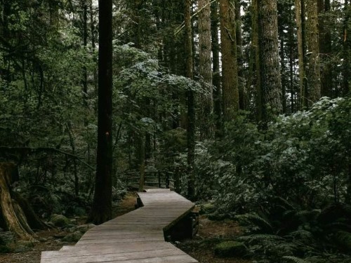 Forest Trail