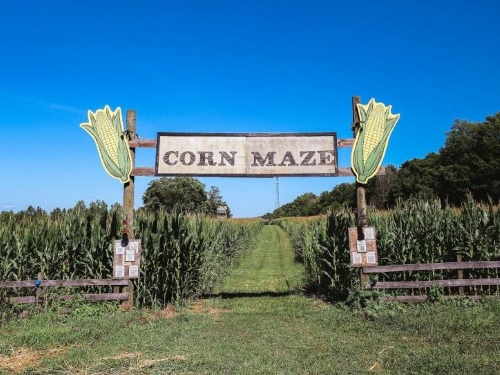 Corn Maze