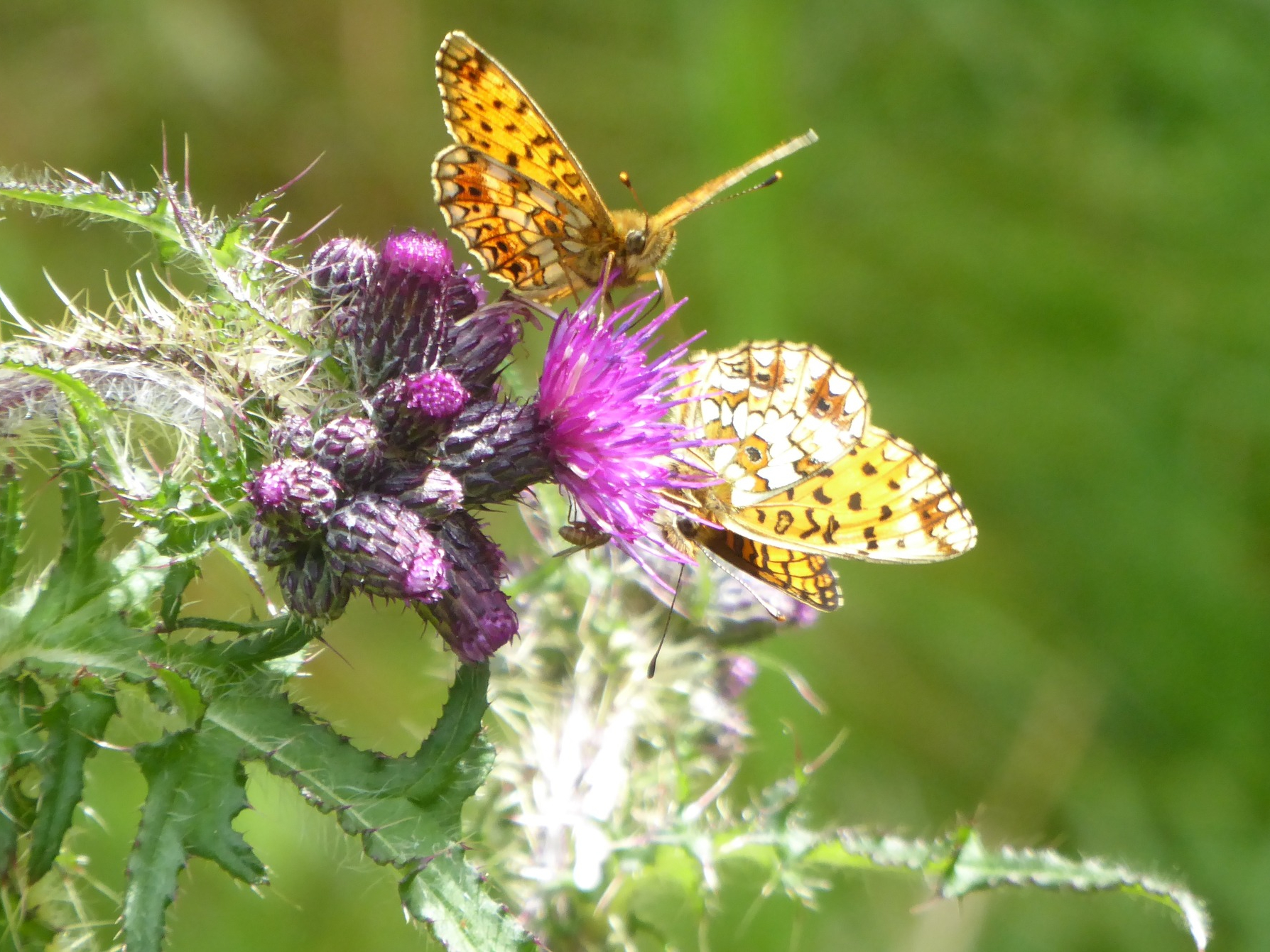 Butterflies