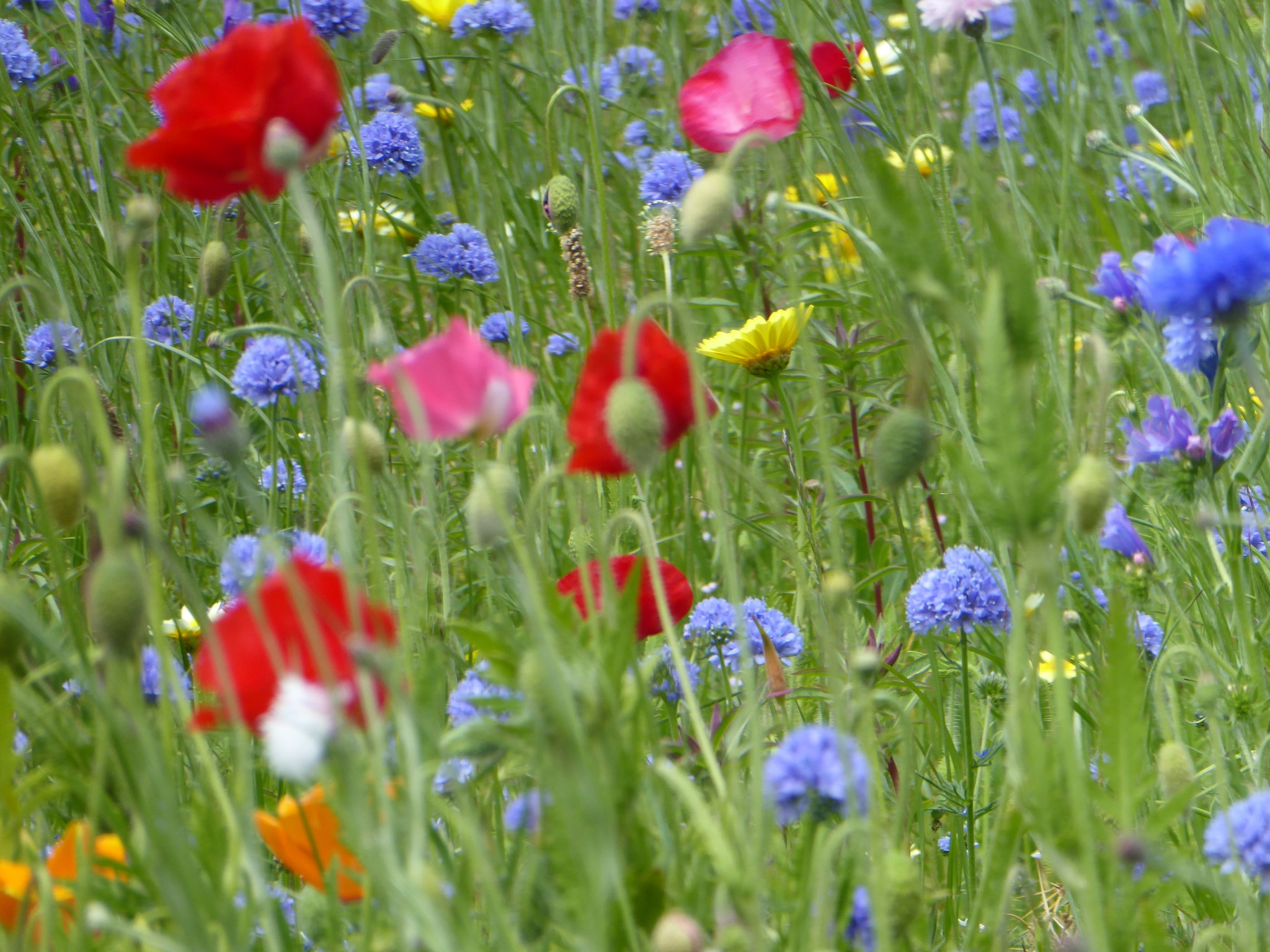 Wild Folwers