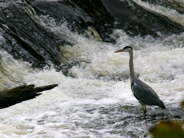 Heron