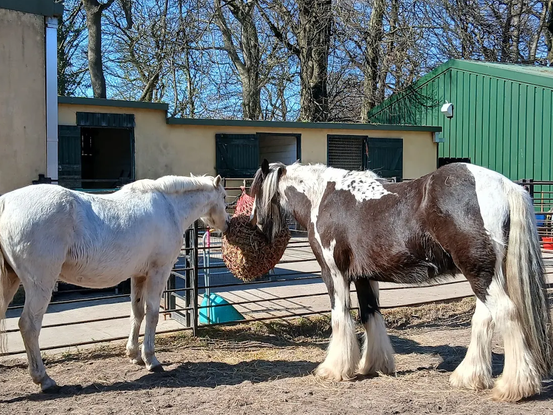 Clydesdale