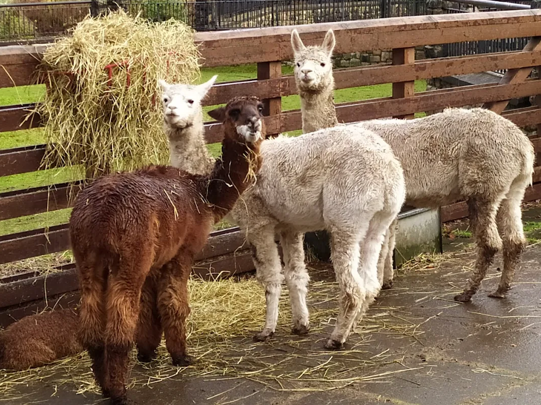 Llama
